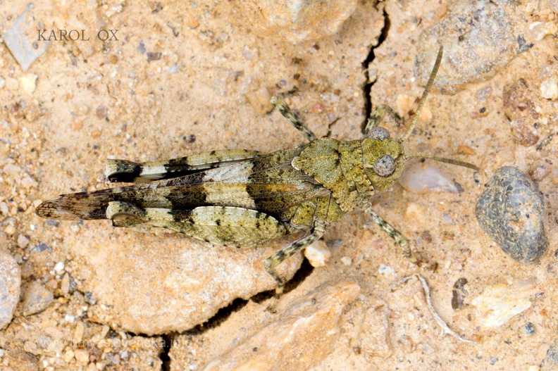 Oedipoda caerulescens (2)
